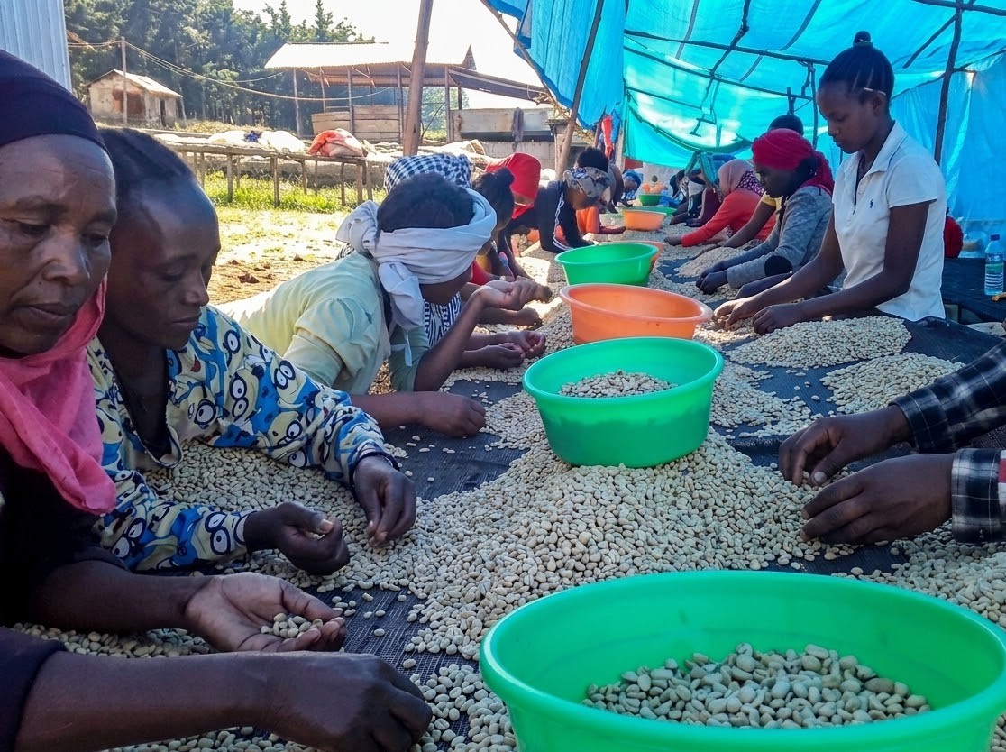 Coffee selection workers hand-sorting green beans at an Ethiopian processing station